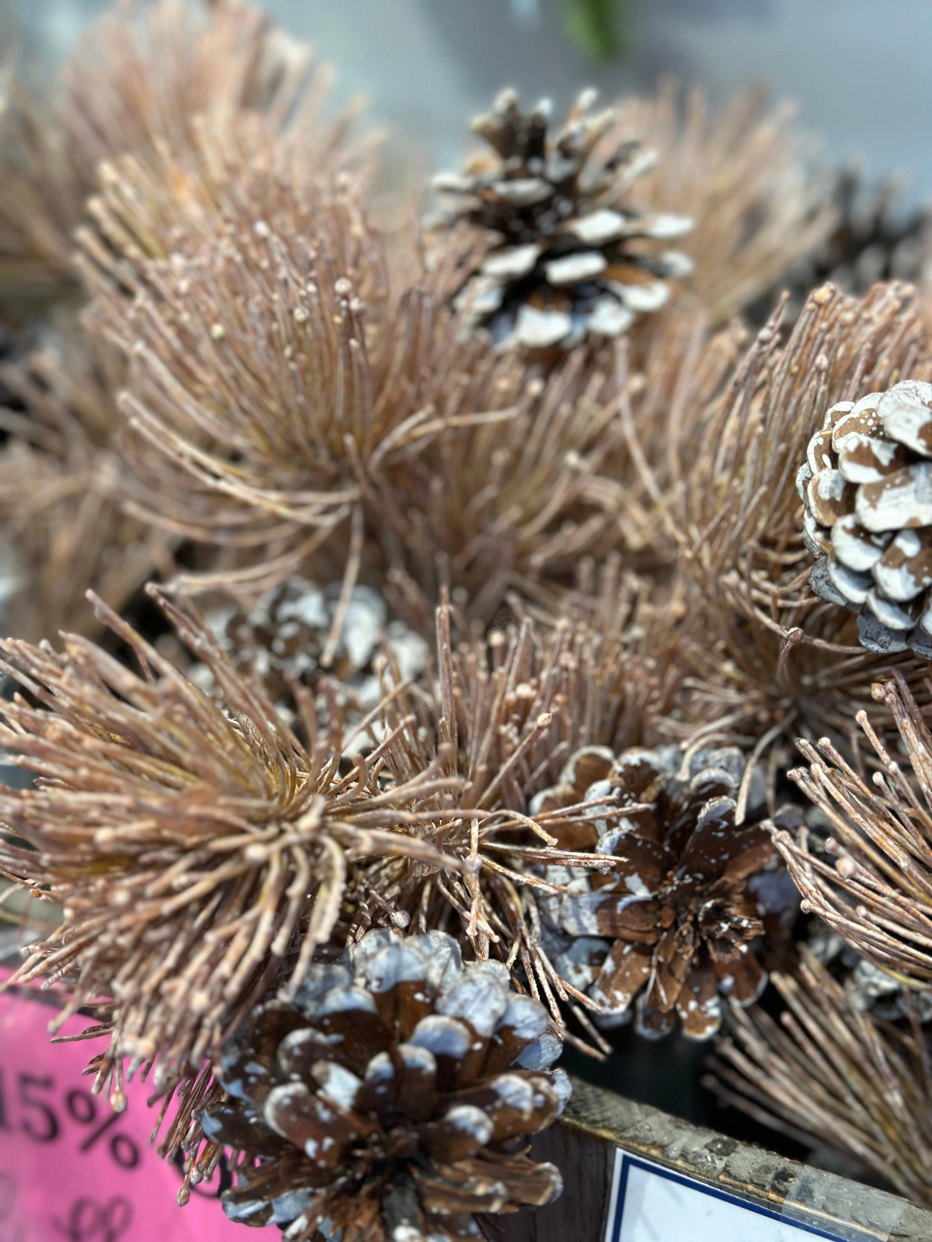 Brown Bottlebrush Pine Spray W/Cones