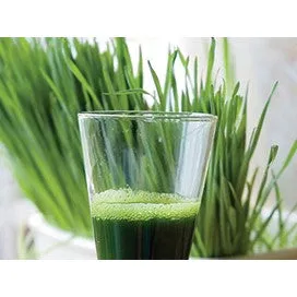 Wheatgrass for Juicing: Bonus Pack by Renee's Garden